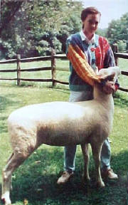 nfmelissasheep.jpg